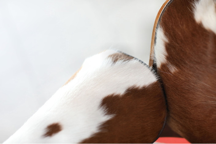 Charles & Ray Eames Lounge Chair mit Ottoman – Hermann Miller by Vitra, Palisander & Kuhfell, seltenes Unikat